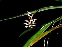 Orchids This is the close-up of the flower stalk of the Orchid from previous Spotting.<br />
I think the flowers are not in bloom yet. Fall,Geotagged,Malaysia,Orchid,Sabah,Tawau
