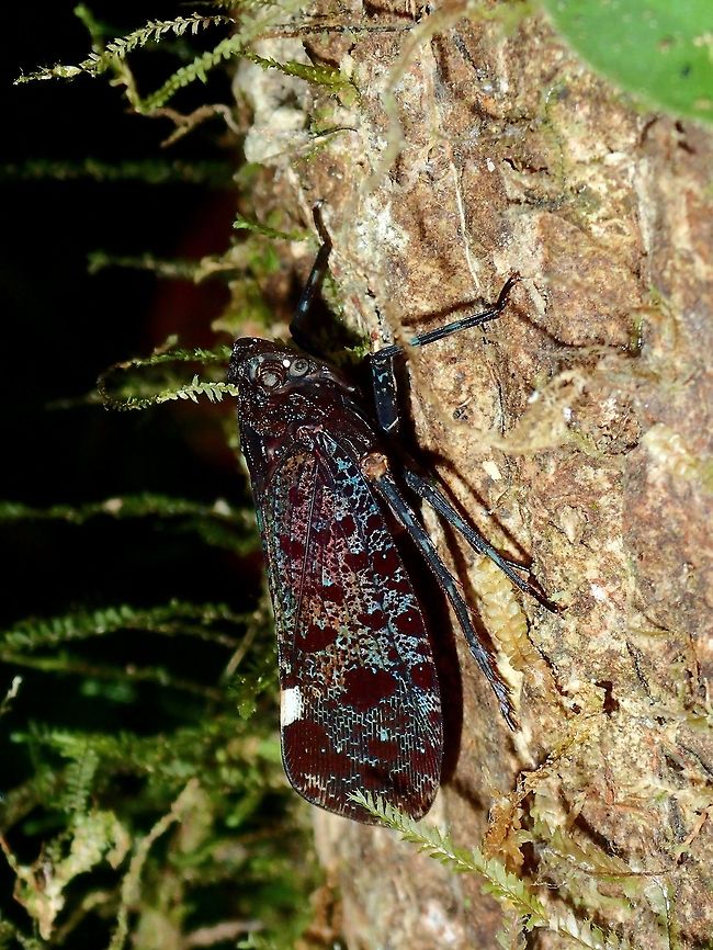 Fulgorid Planthopper - Penthicodes variegata This Fulgorid Planthopper - Penthicodes variegata may looks dull on the outside but their underwings and hind wings are very colourful.  Unfortunatley, didn't had the opportunity to take pictures of that :( Fall,Fulgorid Planthopper,Geotagged,Malaysia,Penthicodes variegata,Planthopper,Sabah,Tawau