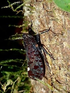 Fulgorid Planthopper - Penthicodes variegata This Fulgorid Planthopper - Penthicodes variegata may looks dull on the outside but their underwings and hind wings are very colourful.  Unfortunatley, didn't had the opportunity to take pictures of that :( Fall,Fulgorid Planthopper,Geotagged,Malaysia,Penthicodes variegata,Planthopper,Sabah,Tawau