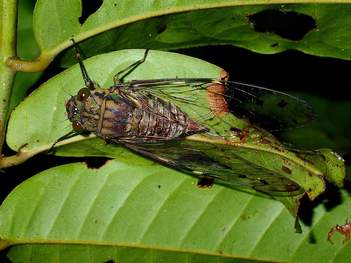 Cicada  Cicada,Fall,Geotagged,Malaysia,Sabah,Tawau