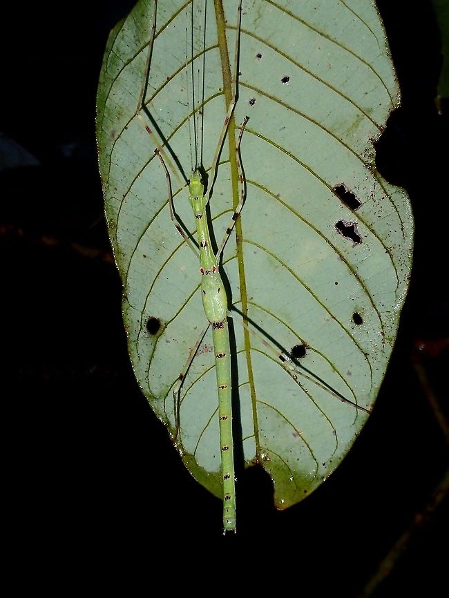 Stick Insect, Phasmid - Orthonecroscia keatsooni This is a sub-adult Phasmid of the species Orthonecroscia keatsooni.<br />
The wing buds is starting to show the pink colour of the wing cover when it became adult. Fall,Geotagged,Malaysia,Orthonecroscia keatsooni,Phasmid,Sabah,Stick Insect