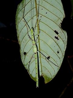 Stick Insect, Phasmid - Orthonecroscia keatsooni This is a sub-adult Phasmid of the species Orthonecroscia keatsooni.
The wing buds is starting to show the pink colour of the wing cover when it became adult. Fall,Geotagged,Malaysia,Orthonecroscia keatsooni,Phasmid,Sabah,Stick Insect