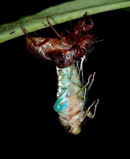 Moulting to Adult This Cicada is in the process of moulting to adult.
Its wings is still not fully expanded yet. Cicada,Fall,Geotagged,Malaysia,Moulting,Sabah,Tawau
