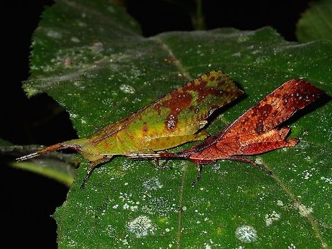Leaf Mimic Grasshopper - Trigonopteryx sp This is probably a male and a female Leaf Mimic Grasshopper in different form/variation. Fall,Geotagged,Grasshopper,Leaf Mimic Grasshopper,Malaysia,Sabah,Tawau,Trigonopteryx,Trigonopteryx sp