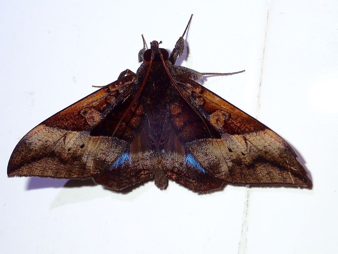 Moth Moth, attracted by the lights at the buildings of Tawau Hills Park at night. Fall,Geotagged,Ischyja hemiphaea,Malaysia,Moth,Sabah,Tawau