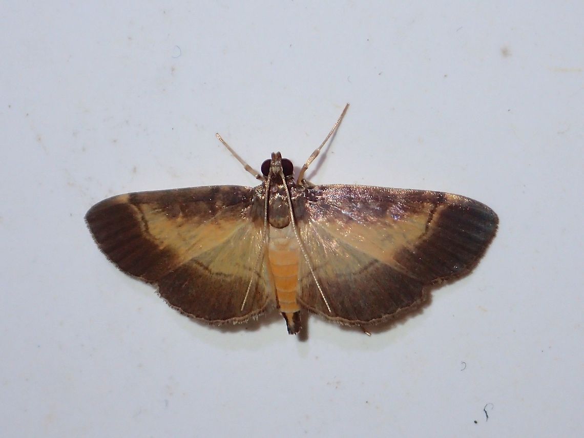 Moth Moth, attracted by the lights of the buildings of Tawau Hills Park at night. Fall,Geotagged,Malaysia,Moth,Sabah,Tawau
