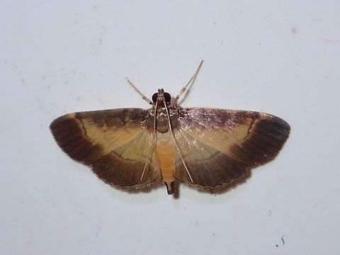 Moth Moth, attracted by the lights of the buildings of Tawau Hills Park at night. Fall,Geotagged,Malaysia,Moth,Sabah,Tawau