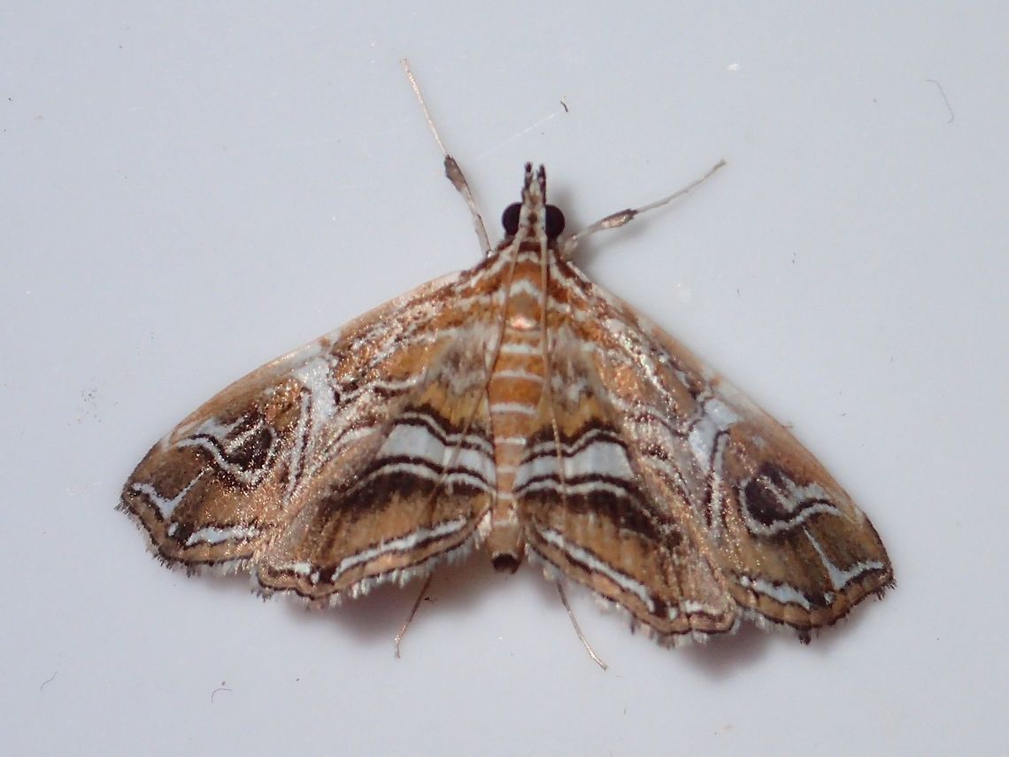 Moth Small Moth, attracted by the lights of the buildings at Tawau Hills Park at night. Fall,Geotagged,Malaysia,Moth,Sabah,Tawau