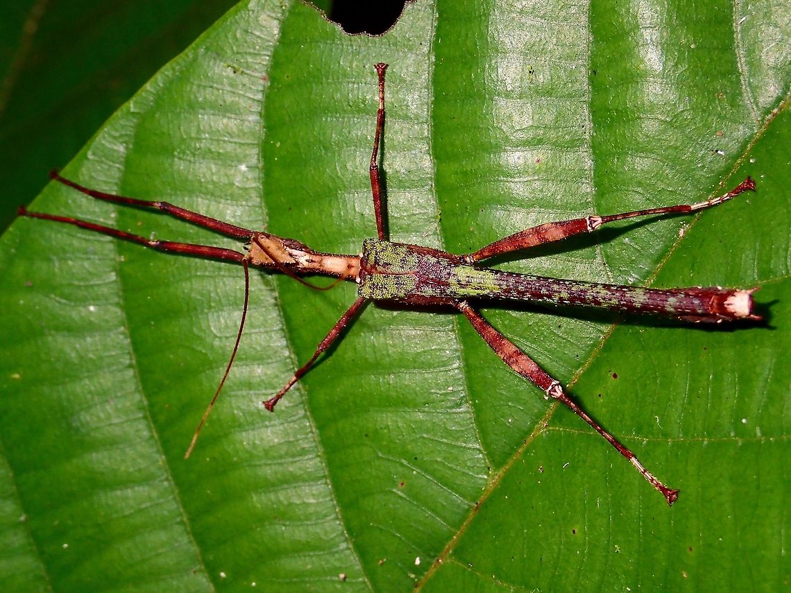 Stick Insect, Phasmid - Paraloxopsis tuberculata Small male Phasmid of the species Paraloxopsis tuberculata.  He is mostly brown in colour with moulted look on the wings.<br />
<br />
Close-up picture of the same Phasmid can be seen here :<br />
<br />
<figure class="photo"><a href="https://www.jungledragon.com/image/47154/close-up_of_phasmid_-_paraloxopsis_tuberculata.html" title="Close-up of Phasmid - Paraloxopsis tuberculata"><img src="https://s3.amazonaws.com/media.jungledragon.com/images/2994/47154_thumb.jpg?AWSAccessKeyId=05GMT0V3GWVNE7GGM1R2&Expires=1759968010&Signature=fxkYEMeOaCqqMtnUb4yG31qDcMQ%3D" width="200" height="134" alt="Close-up of Phasmid - Paraloxopsis tuberculata This is  close-up picture of the same Phasmid with previous Spotting showing the pointed head with tubercles.<br />
 Fall,Geotagged,Malaysia,Paraloxopsis tuberculata,Phasmid,Sabah,Stick Insect,Tawau" /></a></figure><br />
<br />
Second time to see this species, previous occasion was towards the West of Borneo whereas this is on the East of Borneo. Fall,Geotagged,Malaysia,Paraloxopsis tuberculata,Phasmid,Sabah,Stick Insect,Tawau