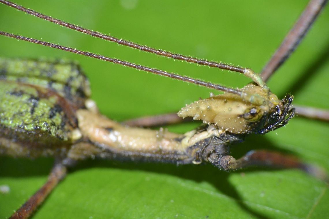Close-up of Phasmid - Paraloxopsis tuberculata This is  close-up picture of the same Phasmid with previous Spotting showing the pointed head with tubercles.<br />
 Fall,Geotagged,Malaysia,Paraloxopsis tuberculata,Phasmid,Sabah,Stick Insect,Tawau