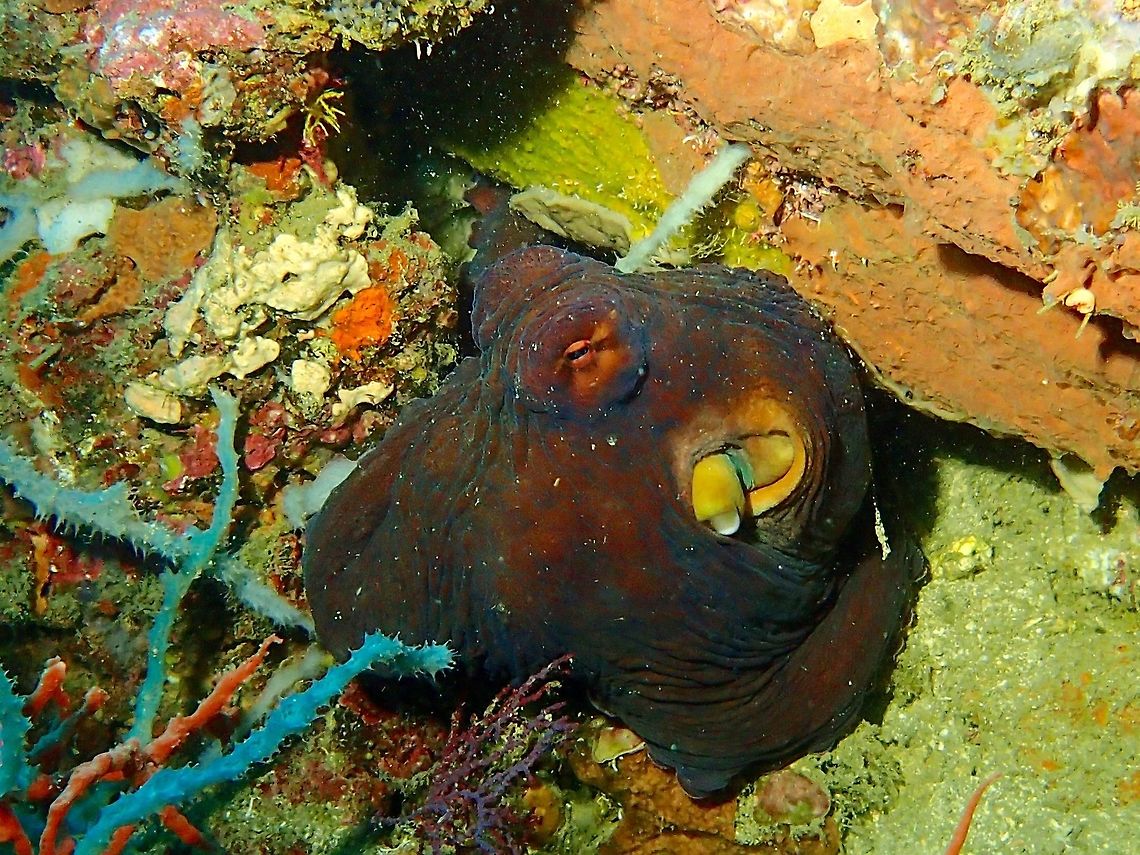 Day Octopus - Octopus cyanea This Day Octopus - Octopus cyanea was quite large in size.<br />
Octopus are amazing animal with the ability to change their colours and shape in an instance at their whim and fancy. Anilao,Batangas,Big Blue Octopus,Day Octopus,Fall,Geotagged,Octopus,Octopus cyanea,Philippines