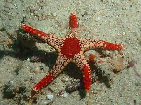 Necklace Starfish - Fromia monilis This Necklace Starfish - Fromia monilis is small in size, light brown in colour with bright red markings and intricate patterns. Fall,Fromia monilis,Geotagged,Malaysia,Necklace Starfish,Sabah,Starfish