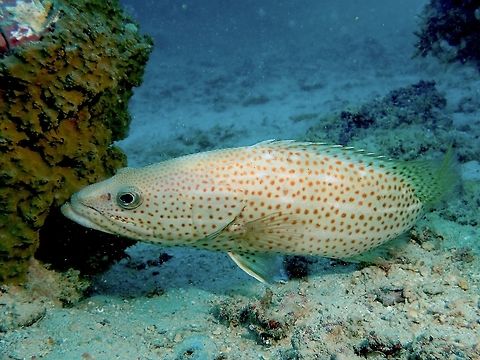 Slender Grouper - Anyperodon leucogrammicus  Anyperodon leucogrammicus,Fall,Geotagged,Grouper,Malaysia,Sabah,Slender Grouper
