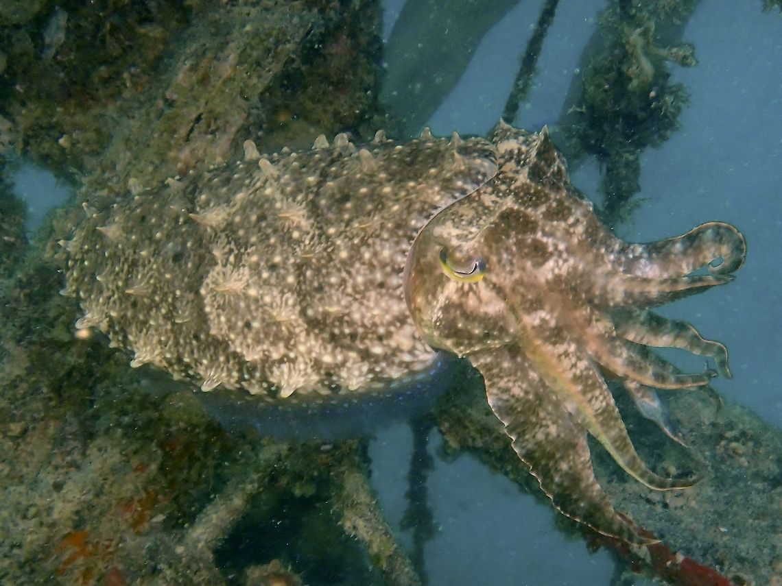 Pharaoh Cuttlefish - Sepia pharaonis This Pharaoh Cuttlefish - Sepia pharaonis is very large in size, nearly 0.5 meter.<br />
A few of them have taken up residence in this particular artificial reefs and they can be reliable seen. During sunset, it is possible to see the large female depositing her eggs among crevices particularly the roots of coconut tree that has been sunken as part of the artificial reef. Occasionally. baby Cuttlefish are seen hatching from the eggs. Cuttlefish,Fall,Geotagged,Malaysia,Pharaoh cuttlefish,Sabah,Sepia pharaonis