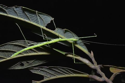 Stick Insect, Phasmid - Necroscia punctata This is a male Phasmid of the species, Necroscia punctata.
This species is quite well spread to South Thailand, Peninsular Malaysia, Singapore and Borneo Malaysia. Geotagged,Necroscia punctata,Phasmid,Singapore,Stick Insect,Summer