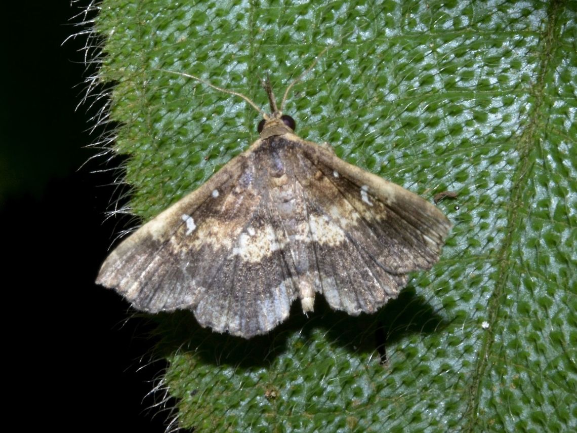 Moth  Geotagged,Moth,Singapore,Summer