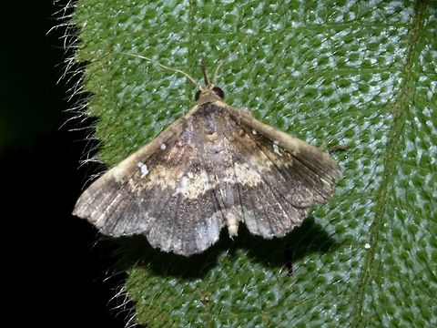 Moth  Geotagged,Moth,Singapore,Summer