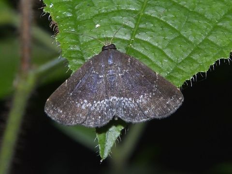 Moth  Geotagged,Moth,Singapore,Summer