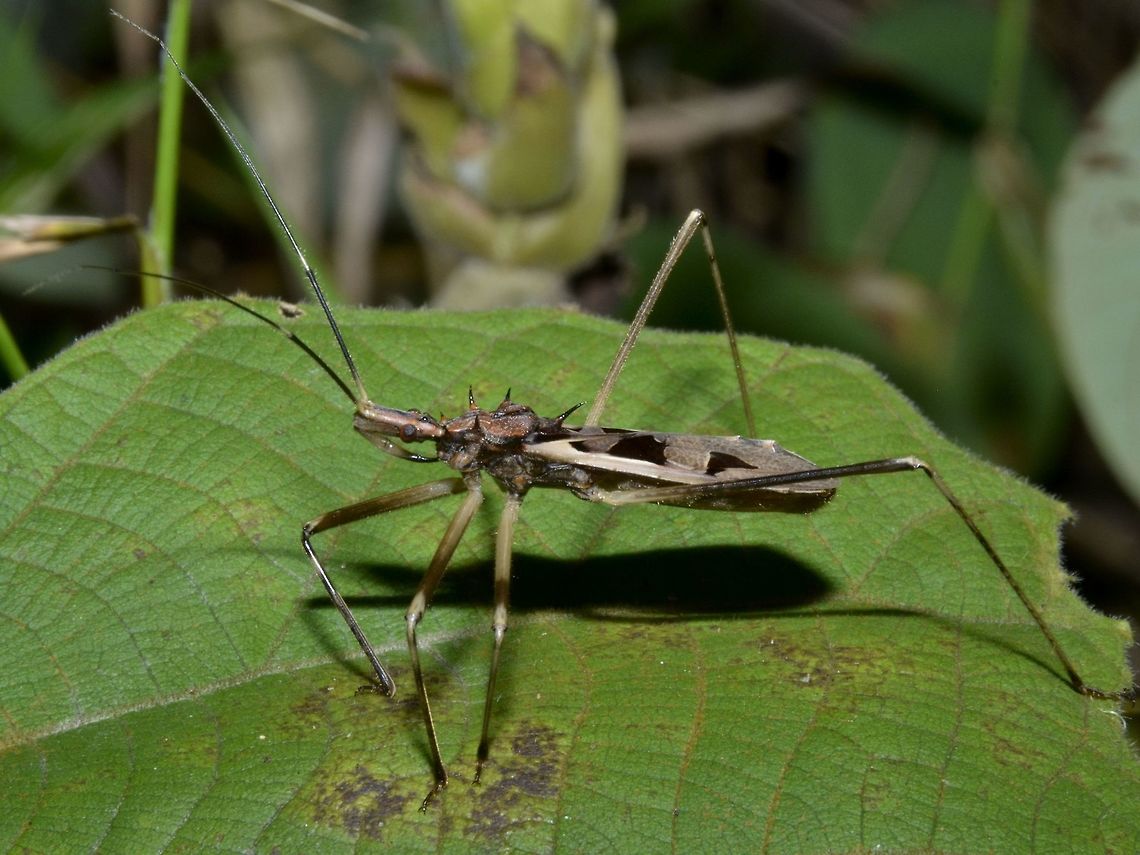 Assassin Bug - Canthesancus gulo Assassing Bug, from the family of Reduviidae Assassin Bug,Canthesancus gulo,Geotagged,Reduviidae,Singapore,Summer