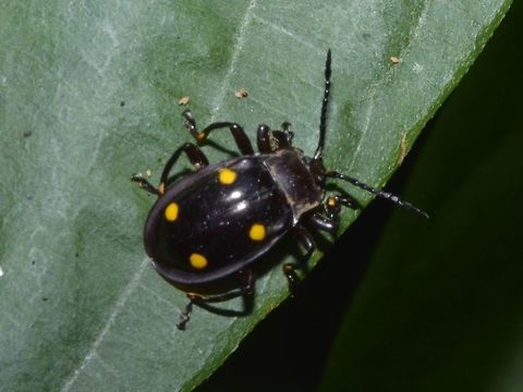 Handsome Fungus Beetle - Eumorphus tetraspilotus Fungus Beetle with 4 yellow spots on its back. Beetle,Eumorphus tetraspilotus,Geotagged,Handsome Fungus Beetle,Handsome fungus beetle,Singapore,Summer