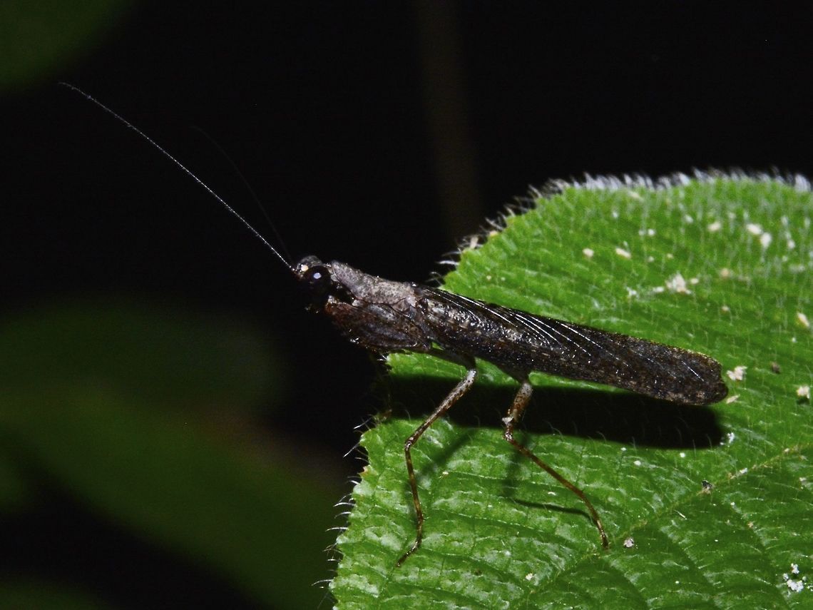 Praying Mantis - Amantis sp. Small sized Praying Mantis, dark brown to black in colour. Amantis,Amantis sp,Geotagged,Mantis,Praying Mantis,Singapore,Summer