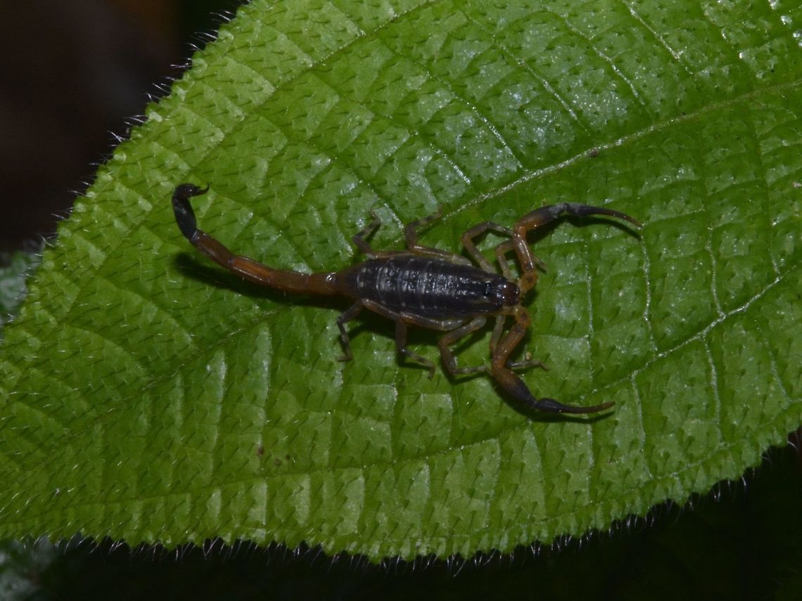 Scorpion Small sized Scoropion, less than 2 cm in size. Geotagged,Lychas scutilus,Scorpion,Singapore,Summer
