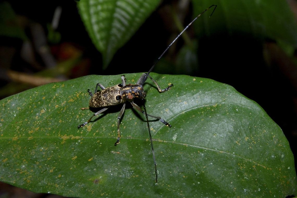 Longhorn Beetle  Beetle,Epepeotes luscus,Geotagged,Longhorn Beetle,Singapore,Summer