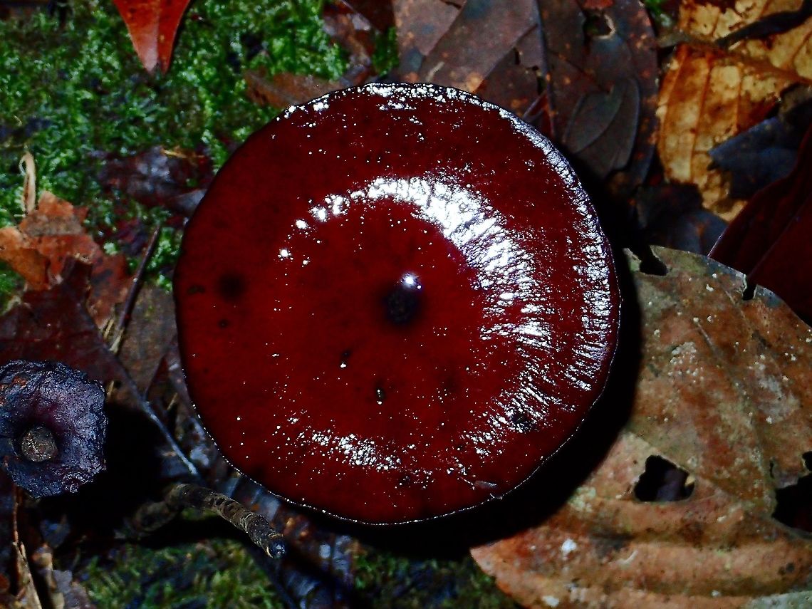 Fungi This is the picture of the underside :<br />
<br />
<figure class="photo"><a href="https://www.jungledragon.com/image/47024/fungi.html" title="Fungi"><img src="https://s3.amazonaws.com/media.jungledragon.com/images/2994/47024_thumb.jpg?AWSAccessKeyId=05GMT0V3GWVNE7GGM1R2&Expires=1770854410&Signature=p3UlFAYClg54FyAznrw4Rm7Djx4%3D" width="200" height="150" alt="Fungi This is the picture from the top :<br />
<br />
https://www.jungledragon.com/image/47178/fungi.html<br />
 Fall,Fungi,Geotagged,Malaysia,Sabah" /></a></figure> Fall,Fungi,Geotagged,Malaysia,Sabah,Tawau