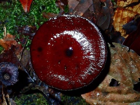 Fungi This is the picture of the underside :

https://www.jungledragon.com/image/47024/fungi.html Fall,Fungi,Geotagged,Malaysia,Sabah,Tawau
