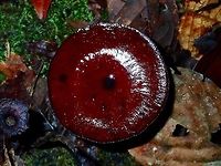 Fungi This is the picture of the underside :<br />
<br />
https://www.jungledragon.com/image/47024/fungi.html Fall,Fungi,Geotagged,Malaysia,Sabah,Tawau