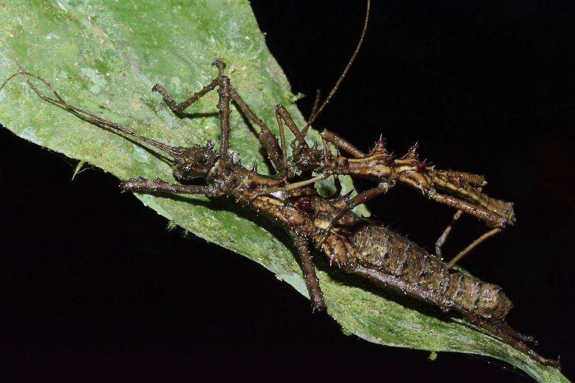 Pair of Spiny Stickies - Aretaon asperimus Pair of Phasmid from the species Aretaon asperimus.<br />
<br />
There are only 2 known species of Phasmid from Borneo, Malaysia; the other being Aretaon muscosus Aretaon asperimus,Fall,Geotagged,Malaysia,Phasmid,Sabah,Spiny Stick Insect