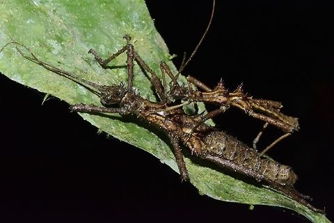 Pair of Spiny Stickies - Aretaon asperimus Pair of Phasmid from the species Aretaon asperimus.

There are only 2 known species of Phasmid from Borneo, Malaysia; the other being Aretaon muscosus Aretaon asperimus,Fall,Geotagged,Malaysia,Phasmid,Sabah,Spiny Stick Insect
