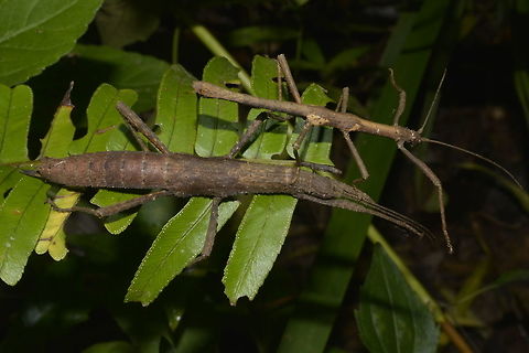 Stick Insect, Phasmid - Eubulides alutaceus This is a pair of Phasmid from the species Eubulides alutaceus. Eubulides alutaceus,Geotagged,Phasmid,Philippines,Quezon,Stick Insect,Summer,The Eubulides alutaceus