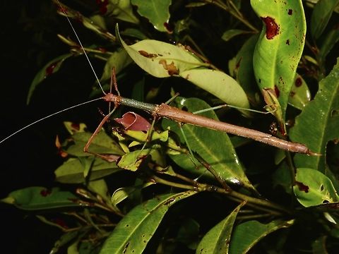 Stick Insect, Phasmid - Marmessoidea flavoguttata This is a Phasmid from the species Marmessoidea flavoguttata.  They have yellow spots on its wing covers, hence its name - flavoguttata, which means yellow drops/spots.  This feature is more prominent in the Males.

Picture of the male of this species can be seen here :

https://www.jungledragon.com/image/47182/stick_insect_phasmid_-_marmessoidea_flavoguttata.html


In the picture, it can be clearly seen this female has a pointed hook-like genitalia which also means, this species has been wrongly classified under the genus Marmessoidea.  The correct genus of this species should be Rhamphosipyloidea. Geotagged,Marmessoidea flavoguttata,Phasmid,Philippines,Quezon,Rhamphosipyloidea,Spring,Stick Insect,The Marmessoidea flavoguttata