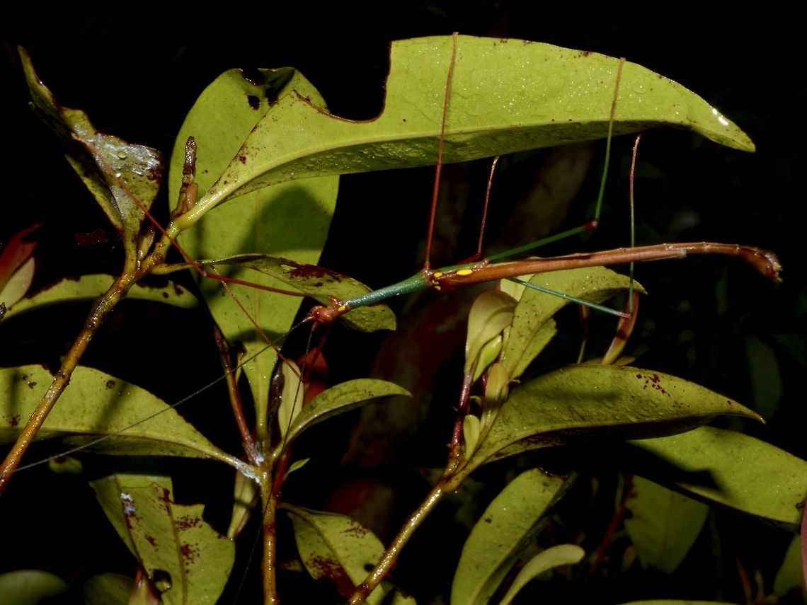Stick Insect, Phasmid - Marmessoidea flavoguttata This is a Phasmid from the species Marmessoidea flavoguttata. They have yellow spots on its wing covers, hence its name - flavoguttata, which means yellow drops/spots. This feature is more prominent in the Males.<br />
<br />
Picture of the female can be seen here :<br />
<br />
<figure class="photo"><a href="https://www.jungledragon.com/image/47181/stick_insect_phasmid_-_marmessoidea_flavoguttata.html" title="Stick Insect, Phasmid - Marmessoidea flavoguttata"><img src="https://s3.amazonaws.com/media.jungledragon.com/images/2994/47181_thumb.jpg?AWSAccessKeyId=05GMT0V3GWVNE7GGM1R2&Expires=1769040010&Signature=f7imZ1SxklOlUA8RDLpp9fPYYAE%3D" width="200" height="152" alt="Stick Insect, Phasmid - Marmessoidea flavoguttata This is a Phasmid from the species Marmessoidea flavoguttata.  They have yellow spots on its wing covers, hence its name - flavoguttata, which means yellow drops/spots.  This feature is more prominent in the Males.<br />
<br />
Picture of the male of this species can be seen here :<br />
<br />
https://www.jungledragon.com/image/47182/stick_insect_phasmid_-_marmessoidea_flavoguttata.html<br />
<br />
<br />
In the picture, it can be clearly seen this female has a pointed hook-like genitalia which also means, this species has been wrongly classified under the genus Marmessoidea.  The correct genus of this species should be Rhamphosipyloidea. Geotagged,Marmessoidea flavoguttata,Phasmid,Philippines,Quezon,Rhamphosipyloidea,Spring,Stick Insect,The Marmessoidea flavoguttata" /></a></figure><br />
 Geotagged,Marmessoidea flavoguttata,Phasmid,Philippines,Spring,Stick Insect,The Marmessoidea flavoguttata