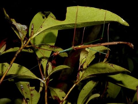 Stick Insect, Phasmid - Marmessoidea flavoguttata This is a Phasmid from the species Marmessoidea flavoguttata. They have yellow spots on its wing covers, hence its name - flavoguttata, which means yellow drops/spots. This feature is more prominent in the Males.

Picture of the female can be seen here :

https://www.jungledragon.com/image/47181/stick_insect_phasmid_-_marmessoidea_flavoguttata.html
 Geotagged,Marmessoidea flavoguttata,Phasmid,Philippines,Spring,Stick Insect,The Marmessoidea flavoguttata