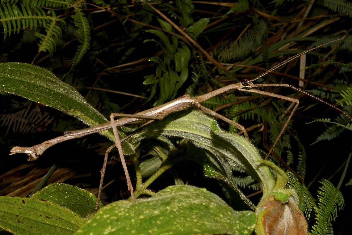 Stick Insect, Phasmid - Pharnacia ponderosa This is a male Phasmid from the species Pharnacia ponderosa. Geotagged,Pharnacia ponderosa,Phasmid,Philippines,Quezon,Spring,Stick Insect,The Pharnacia ponderosa