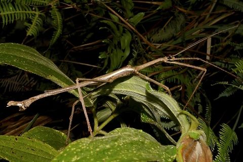 Stick Insect, Phasmid - Pharnacia ponderosa This is a male Phasmid from the species Pharnacia ponderosa. Geotagged,Pharnacia ponderosa,Phasmid,Philippines,Quezon,Spring,Stick Insect,The Pharnacia ponderosa