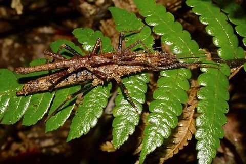 Stick Insect, Phasmid - Tisamenus serratorius This is a pair of Phasmid from the species Tisamenus serratorius. Geotagged,Phasmid,Philippines,Quezon,Spring,Stick Insect,The Tisamenus serratorius,Tisamenus serratorius