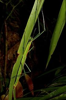 Stick Insect, Phasmid - Ophicrania viridinervis This is a female Phasmid of the species Ophicrania viridinervis, seen on bamboo plants, which is probably their food source. Geotagged,Ophicrania viridinervis,Phasmid,Philippines,Spring,Stick Insect,The Ophicrania viridinervis