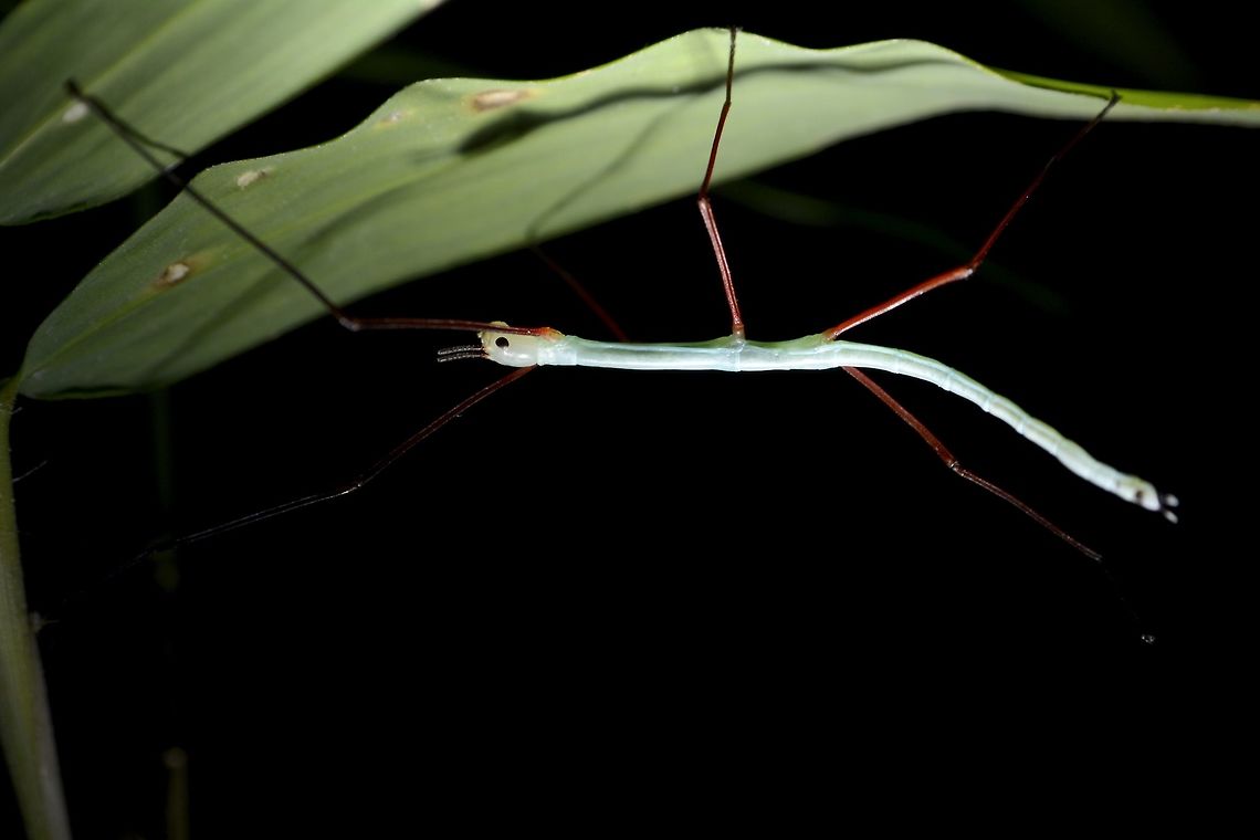 Nymph of Stick Insect, Phasmid - Ophicrania viridinervis This is a nymph of Phasmid from the species Ophicrania viridinervis, it is probably a few days old, seen on Bamboo.<br />
Nymphs of Phasmids from the genus Ophicrania has been known to be of bright colours like in this picture, turquoise blue.  Other species has bright green, yellow or red coloured nymphs. Geotagged,Ophicrania viridinervis,Phasmid,Philippines,Stick Insect,Summer,The Ophicrania viridinervis