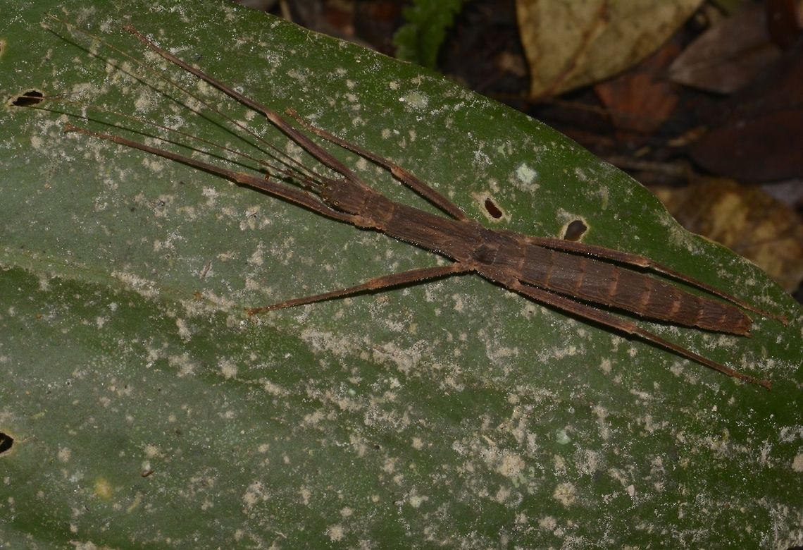 Stick Insect, Phasmid - Short-winged Asceles margaritatus brevipennis This is a female Phasmid from the species Asceles margaritatus brevipennis, newly described in May 2016 from Mt. Kinabaly, a high altitude species.<br />
<br />
The name of the species, brevipennis is derived from the Latin words; brevis - short and pennis - wings. Asceles margaritatus brevipennis,Geotagged,Malaysia,Phasmid,Stick Insect,Summer,The Short-winged Asceles margaritatus