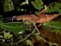 Stick Insect, Phasmid - Haaniella scabra This is a female Phasmid of the species Haaniella scabra. This species is among the smallest of the 5 known Haaniella species from Borneo. Usually, species from higher altitude tends to get smaller in size.<br />
<br />
This particular female has a lot of mites on her antennae.<br />
<br />
Male of this species can be seen here :<br />
<br />
https://www.jungledragon.com/image/47190/stick_insect_phasmid_-_haaniella_scabra.html Geotagged,Haaniella scabra,Malaysia,Phasmid,Sabah,Scabra's Haaniella,Stick insect,Summer