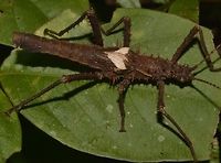 Stick Insect, Phasmid - Haaniella scabra This is a male Phasmid of the species Haaniella scabra.<br />
<br />
Female of this species can be seen here :<br />
<br />
https://www.jungledragon.com/image/47189/stick_insect_phasmid_-_haaniella_scabra.html<br />
 Geotagged,Haaniella scabra,Malaysia,Phasmid,Sabah,Scabra's Haaniella,Stick Insect,Summer