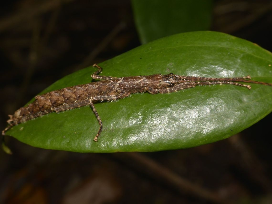 Stick Insect, Phasmid - Dinophasma kinabaluensis This is a female Phasmid of the species Dinophasma kinabaluensis, seen from high altitude montane forest of Mt. Kinabalu where it get its name from.<br />
<br />
Male of this species can be seen here :<br />
<br />
<figure class="photo"><a href="https://www.jungledragon.com/image/47193/stick_insect_phasmid_-_dinophasma_kinabaluensis.html" title="Stick Insect, Phasmid - Dinophasma kinabaluensis"><img src="https://s3.amazonaws.com/media.jungledragon.com/images/2994/47193_thumb.jpg?AWSAccessKeyId=05GMT0V3GWVNE7GGM1R2&Expires=1759968010&Signature=XfZHM222LmctNfhChOMj2WZIybE%3D" width="200" height="152" alt="Stick Insect, Phasmid - Dinophasma kinabaluensis This is a male Phasmid of the species Dinophasma kinabaluensis.<br />
<br />
Female of this species can be seen here :<br />
<br />
https://www.jungledragon.com/image/47192/stick_insect_phasmid_-_dinophasma_kinabaluensis.html Dinophasma kinabaluensis,Geotagged,Kinabalu&#039;s Dinophasma,Malaysia,Summer" /></a></figure><br />
 Dinophasma kinabaluensis,Geotagged,Kinabalu's Dinophasma,Malaysia,Sabah,Stick Insect,Summer