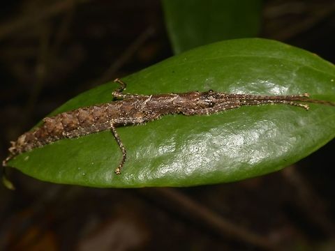 Stick Insect, Phasmid - Dinophasma kinabaluensis This is a female Phasmid of the species Dinophasma kinabaluensis, seen from high altitude montane forest of Mt. Kinabalu where it get its name from.

Male of this species can be seen here :

https://www.jungledragon.com/image/47193/stick_insect_phasmid_-_dinophasma_kinabaluensis.html
 Dinophasma kinabaluensis,Geotagged,Kinabalu's Dinophasma,Malaysia,Sabah,Stick Insect,Summer