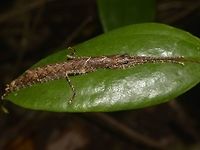 Stick Insect, Phasmid - Dinophasma kinabaluensis This is a female Phasmid of the species Dinophasma kinabaluensis, seen from high altitude montane forest of Mt. Kinabalu where it get its name from.<br />
<br />
Male of this species can be seen here :<br />
<br />
https://www.jungledragon.com/image/47193/stick_insect_phasmid_-_dinophasma_kinabaluensis.html<br />
Dinophasma kinabaluensis,Geotagged,Kinabalu's Dinophasma,Malaysia,Sabah,Stick Insect,Summer