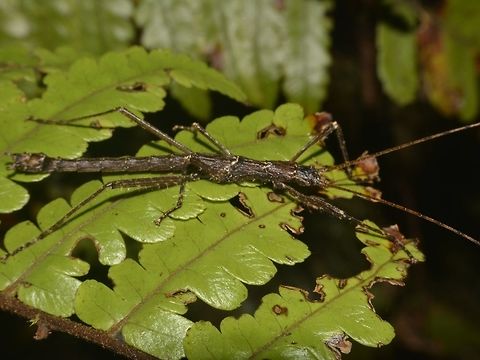 Stick Insect, Phasmid - Dinophasma kinabaluensis This is a male Phasmid of the species Dinophasma kinabaluensis.

Female of this species can be seen here :

https://www.jungledragon.com/image/47192/stick_insect_phasmid_-_dinophasma_kinabaluensis.html Dinophasma kinabaluensis,Geotagged,Kinabalu's Dinophasma,Malaysia,Summer