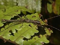 Stick Insect, Phasmid - Dinophasma kinabaluensis This is a male Phasmid of the species Dinophasma kinabaluensis.<br />
<br />
Female of this species can be seen here :<br />
<br />
https://www.jungledragon.com/image/47192/stick_insect_phasmid_-_dinophasma_kinabaluensis.html Dinophasma kinabaluensis,Geotagged,Kinabalu's Dinophasma,Malaysia,Summer
