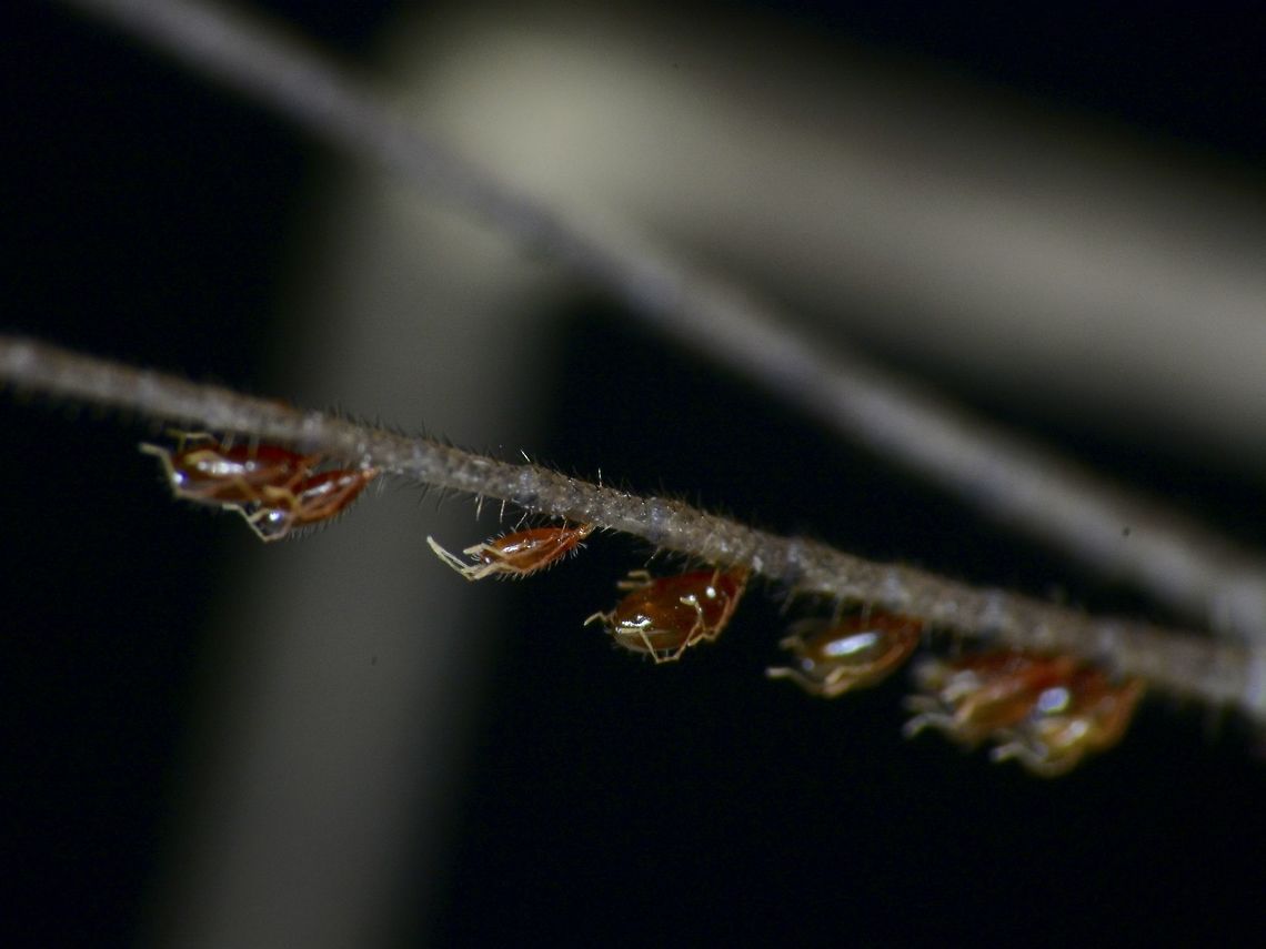 Mites This are tiny mites found on the antennae of Stick Insect, Phasmid. Geotagged,Malaysia,Mite,Sabah,Summer